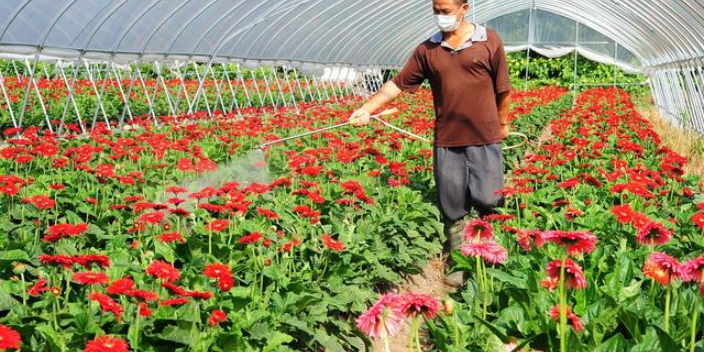 郑州精品扶郎花基地,扶郎花