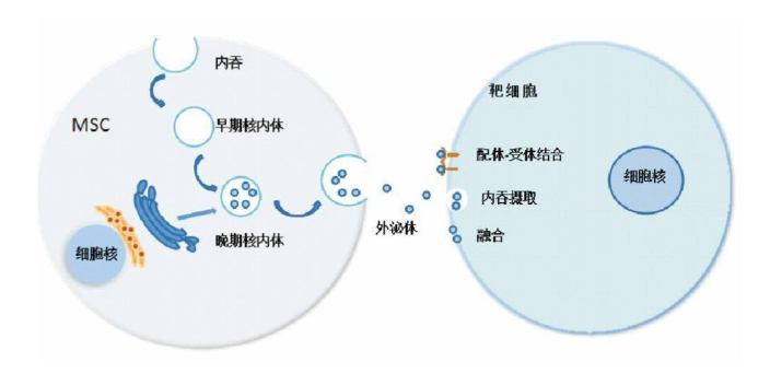 滨州法思泌固发修复效果,固发