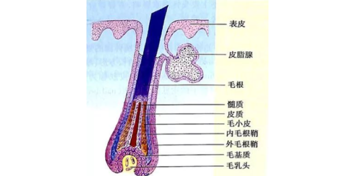 菏泽赛尔生物固发立竿见影,固发