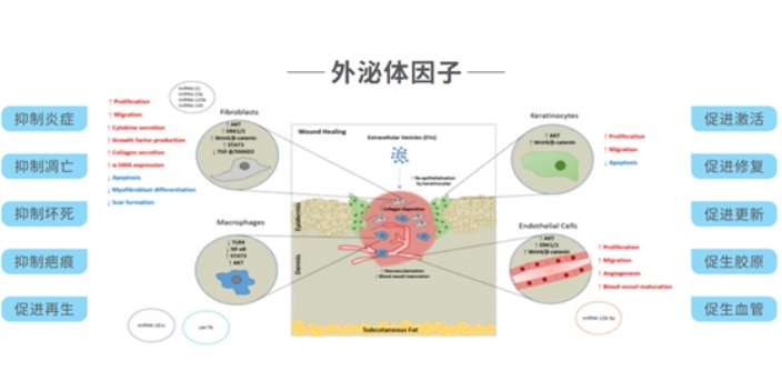 滨州法思泌固发修复效果,固发