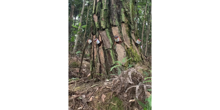 湖北有效地林业虫害防治会反弹吗,林业虫害防治