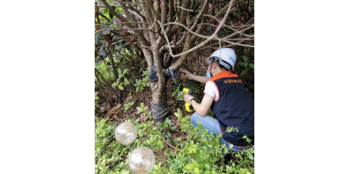 广东有效地林业虫害防治治理费用,林业虫害防治