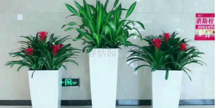 青浦区成品绿植租赁批发,绿植租赁