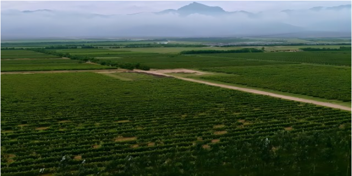 安徽贺兰山东麓葡萄酒产区种植技术,贺兰山东麓葡萄酒产区