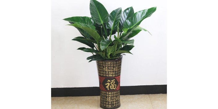 花卉养护哪家好,植物养护