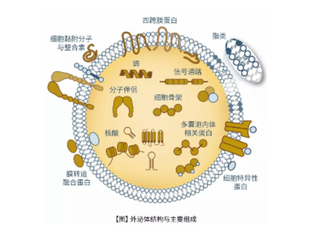 正规外泌体提取试剂供应商,外泌体提取试剂