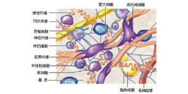 无锡细胞外基质胶销售厂家,细胞外基质胶